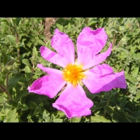 Cistus creticus subsp Creticus (fam Cistacees) (Europe meridionale, Afr. du nord-ouest) (5)